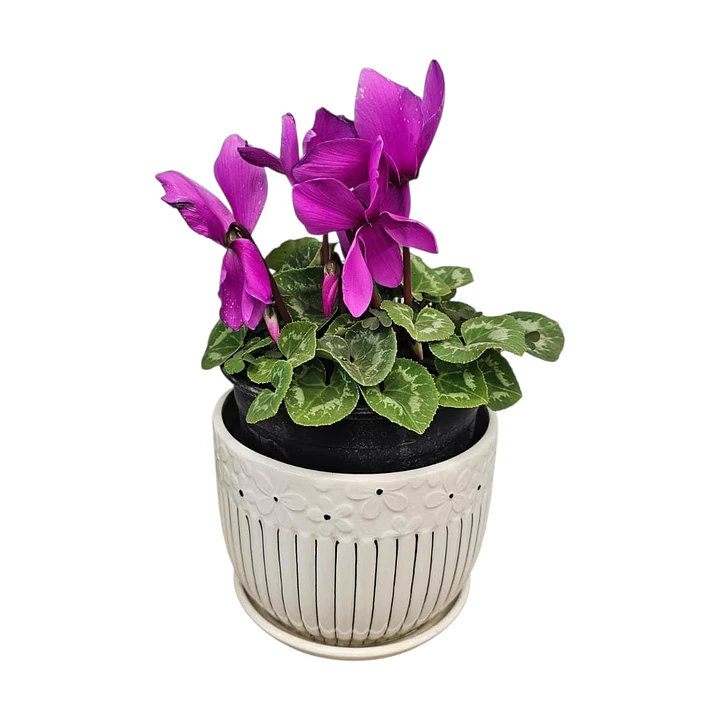 Violeta en Macetero Cerámico  1