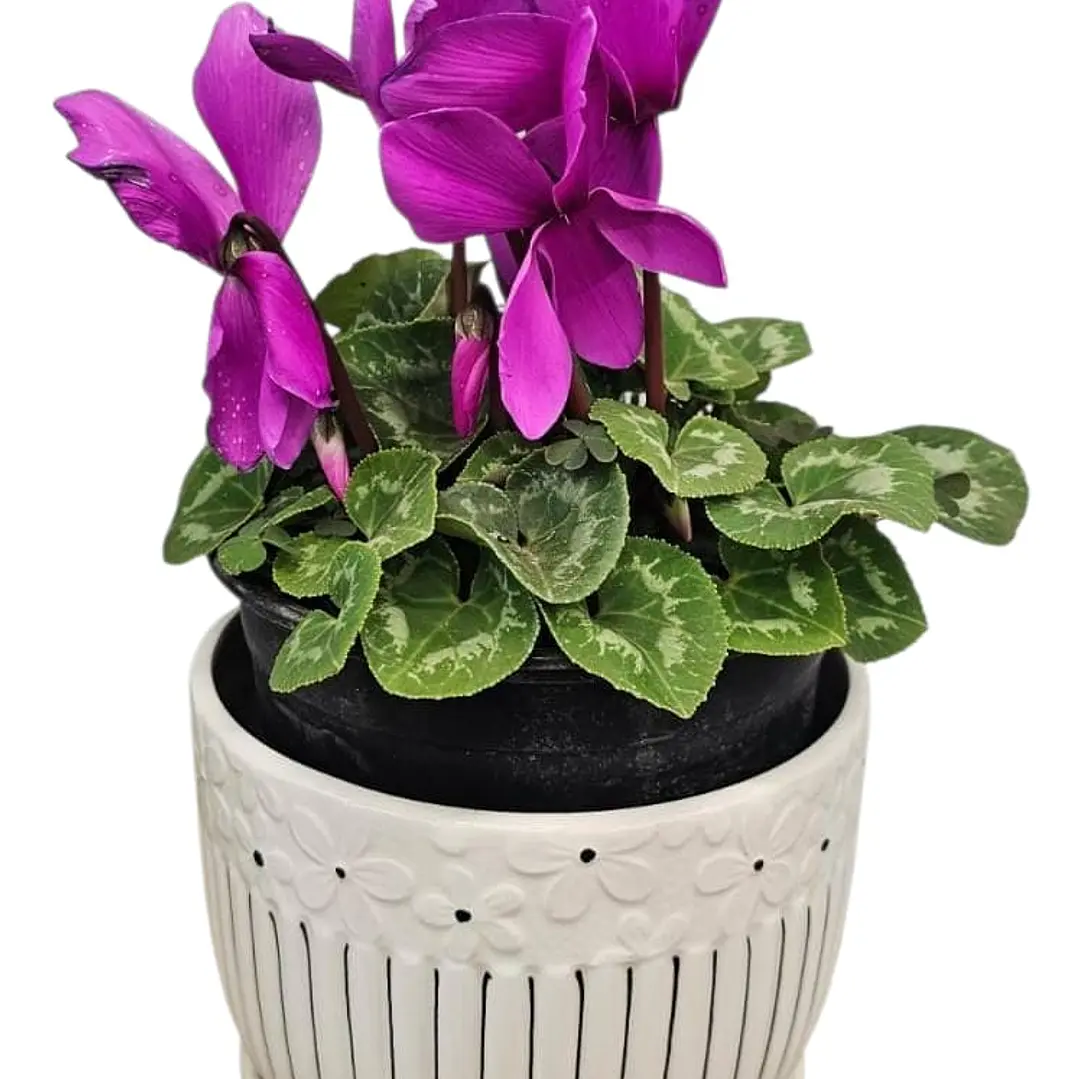 Violeta en Macetero Cerámico  1