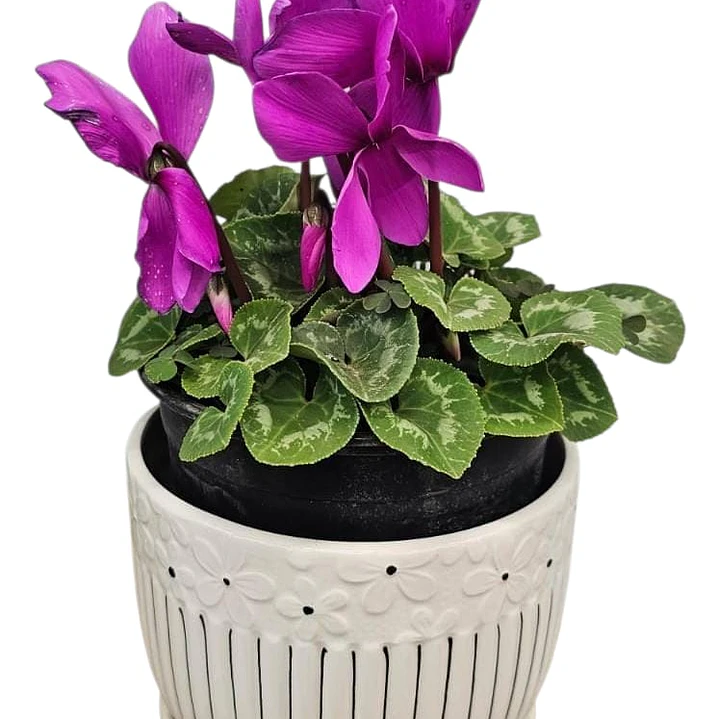 Violeta en Macetero Cerámico  1