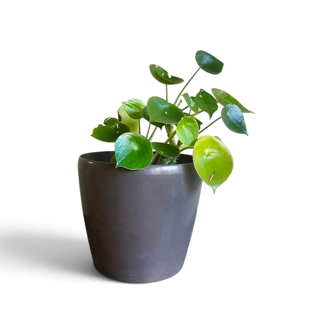 Planta Cucharita 1