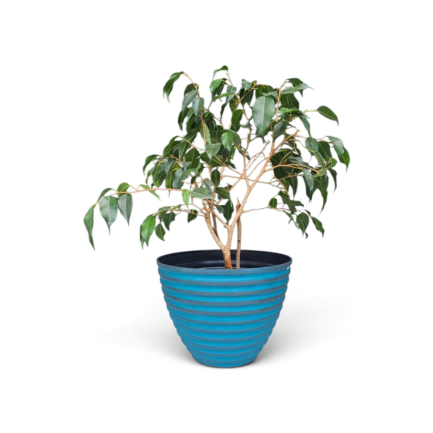 Ficus Benjamina