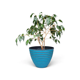 Ficus Benjamina