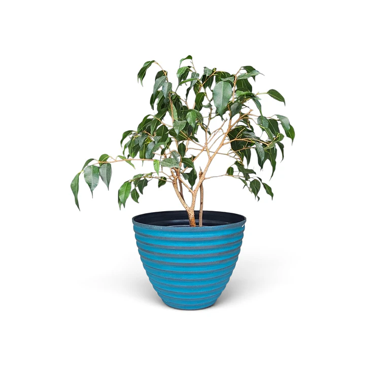 Ficus Benjamina 1