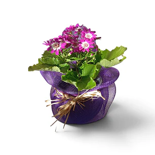 Cineraria | Regala una Planta