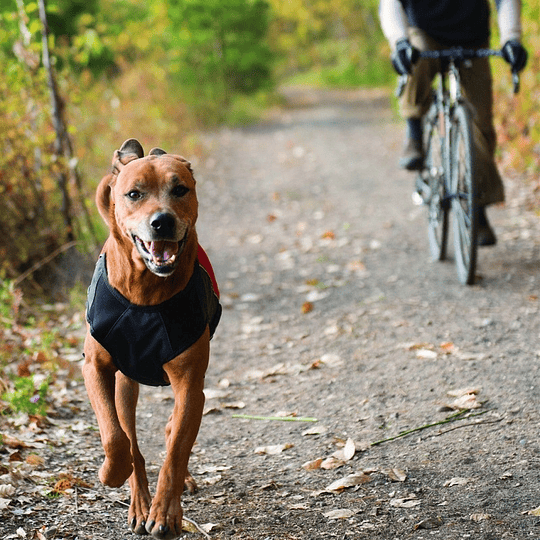 Chaqueta Element Para Perro EZYDOG