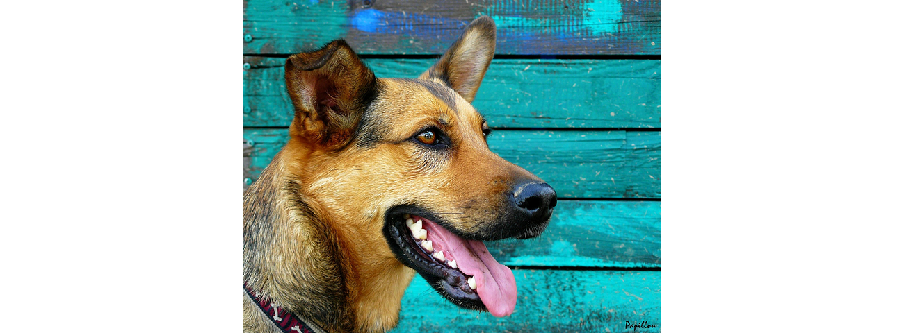 Higiene diário do seu Cão