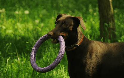 Treino de Cães