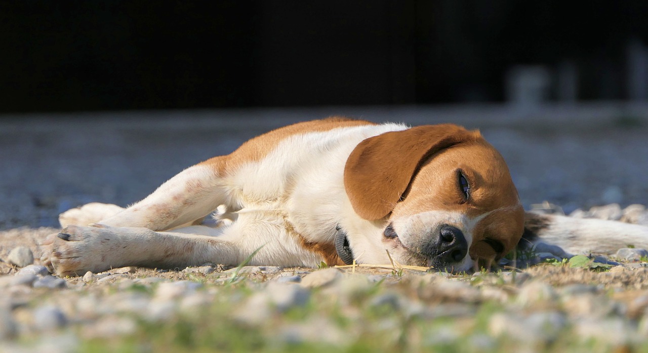 A importância do sono na vida do cão