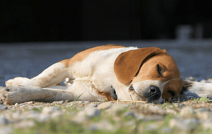 A importância do sono na vida do cão