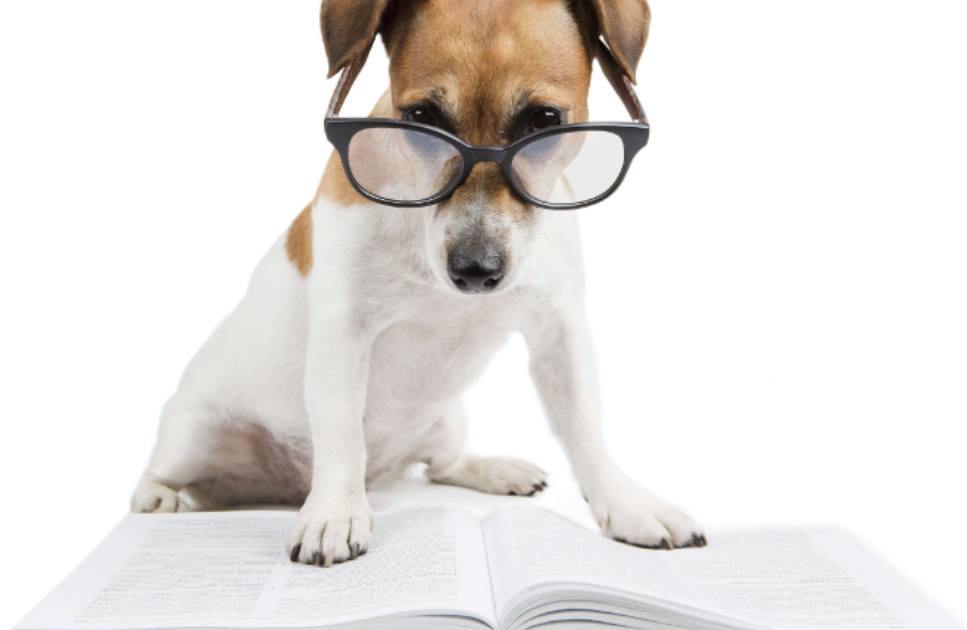Psicologia Canina - Como os cães aprendem?