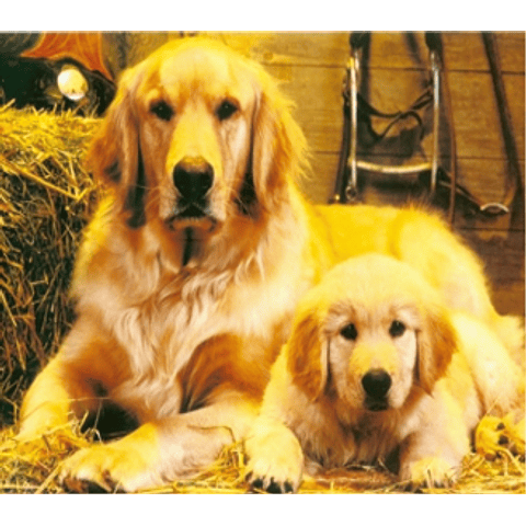 Puzzle 500 piezas - Perro junto a su cachorro Golden retriever