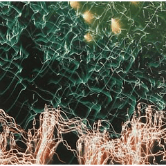 [ALBUM] CATALOGUE 2005