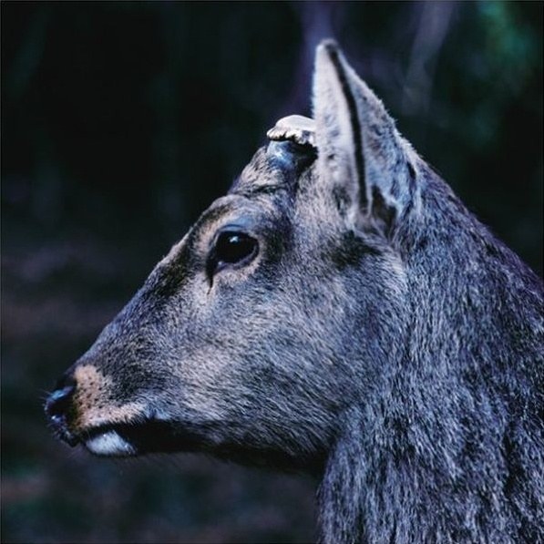 [ALBUM] the book about my idle plot on a vague anxiety