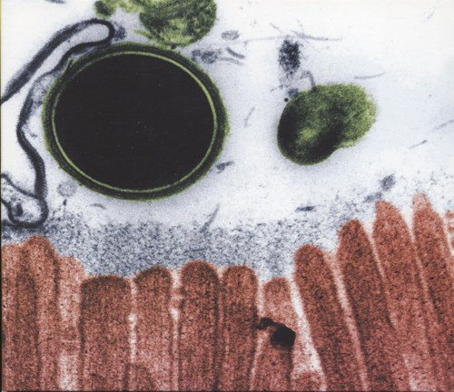 [ALBUM] cell. (1st Press Limited Edition)