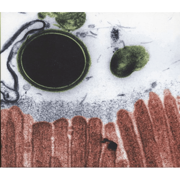 [ALBUM] cell. (1st Press Limited Edition) 