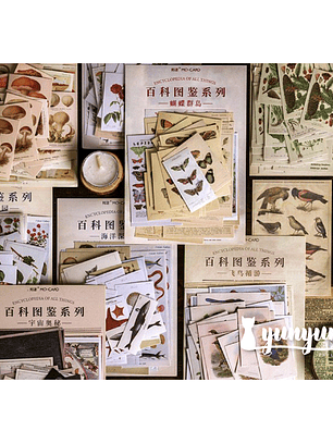 Stickers Enciclopedia - 60 pzas