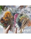 Dried Flowers XL - 6 pzas