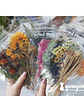 Dried Flowers XL - 6 pzas - Miniatura 1
