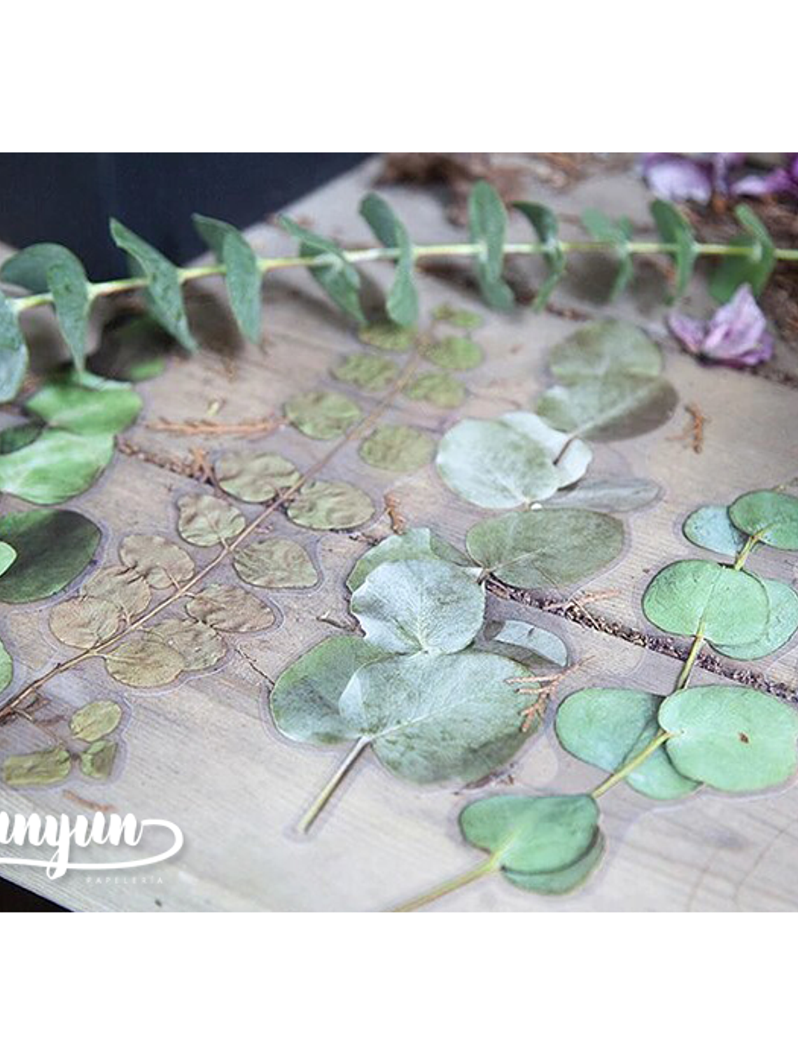 Dried Flowers XL - 6 pzas 3