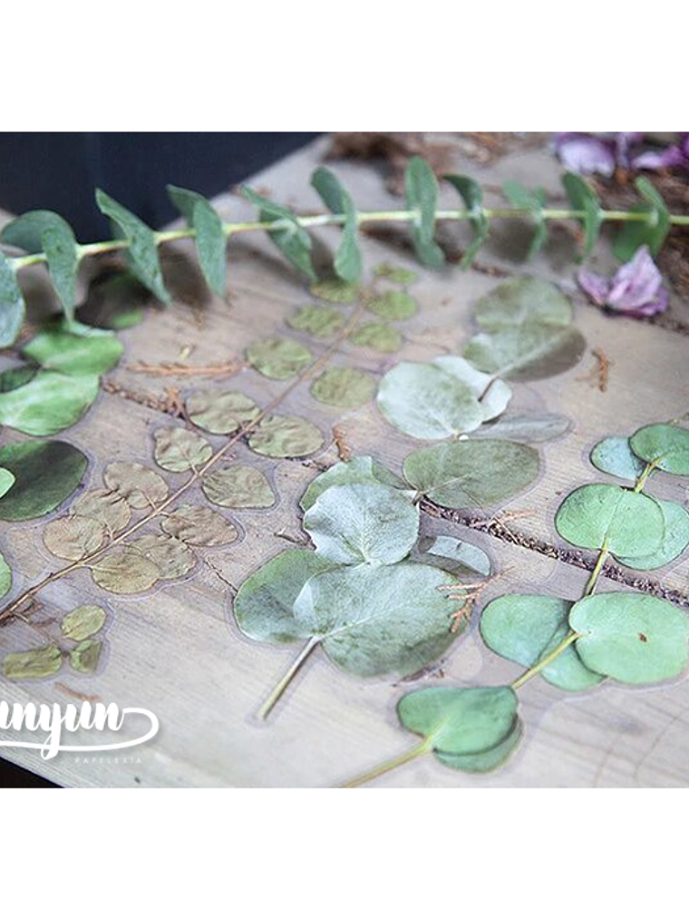 Dried Flowers XL - 6 pzas 3