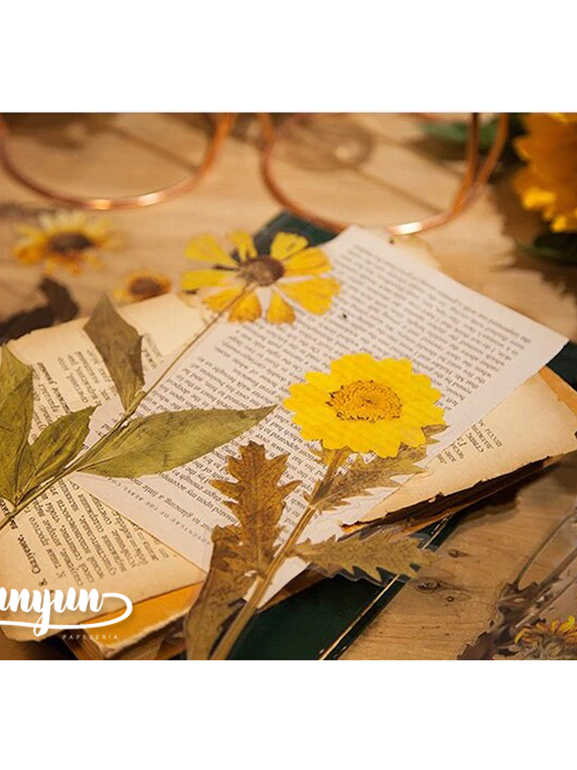 Dried Flowers XL - 6 pzas 4