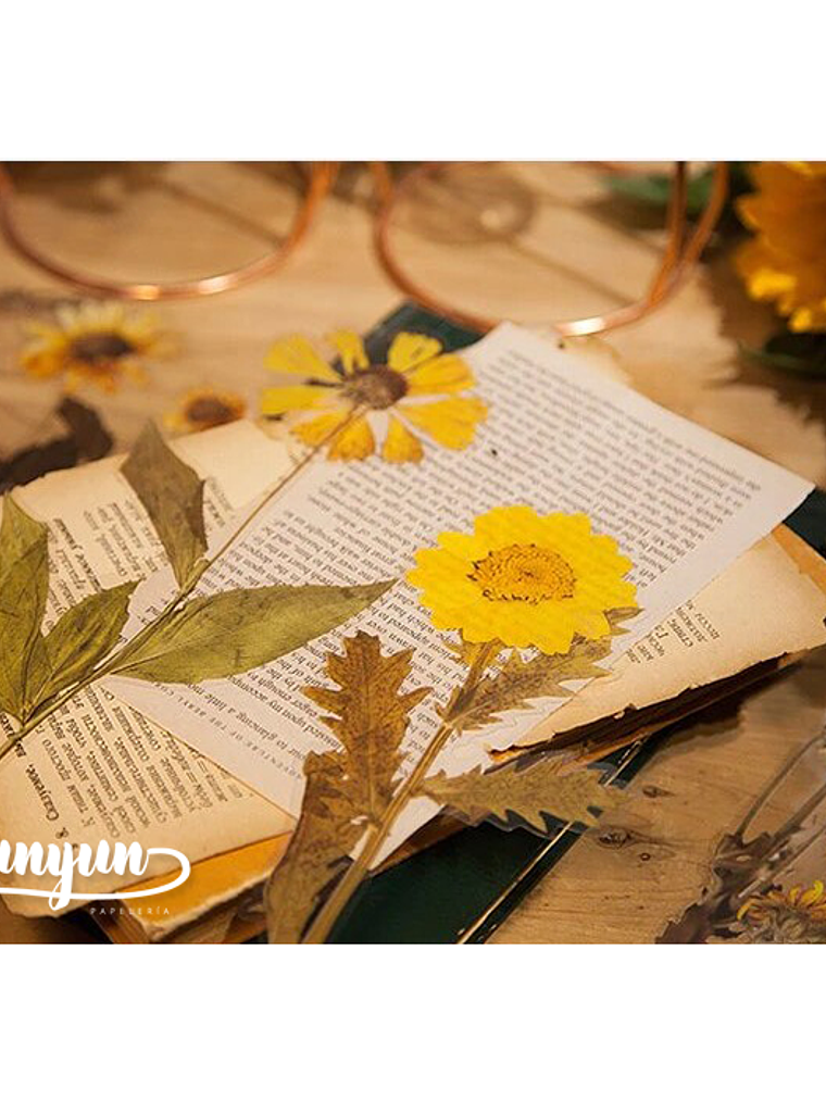 Dried Flowers XL - 6 pzas 4