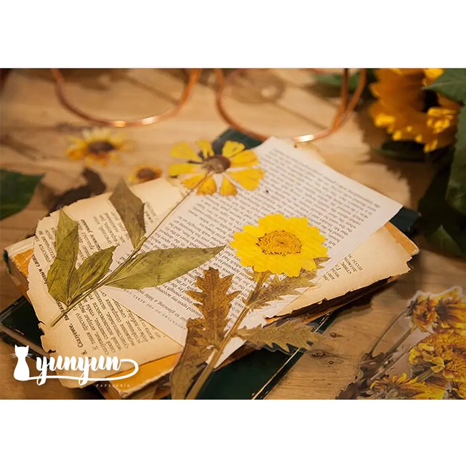 Dried Flowers XL - 6 pzas 4