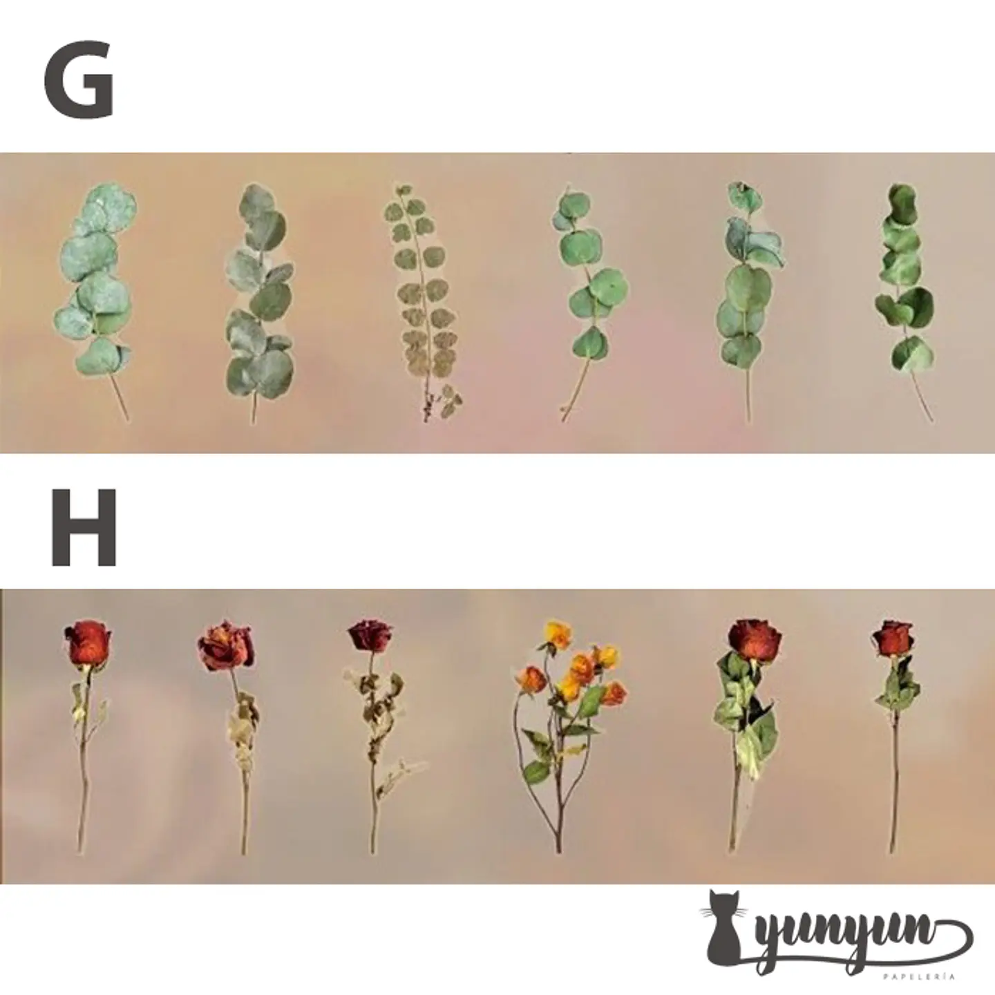 Dried Flowers XL - 6 pzas 8