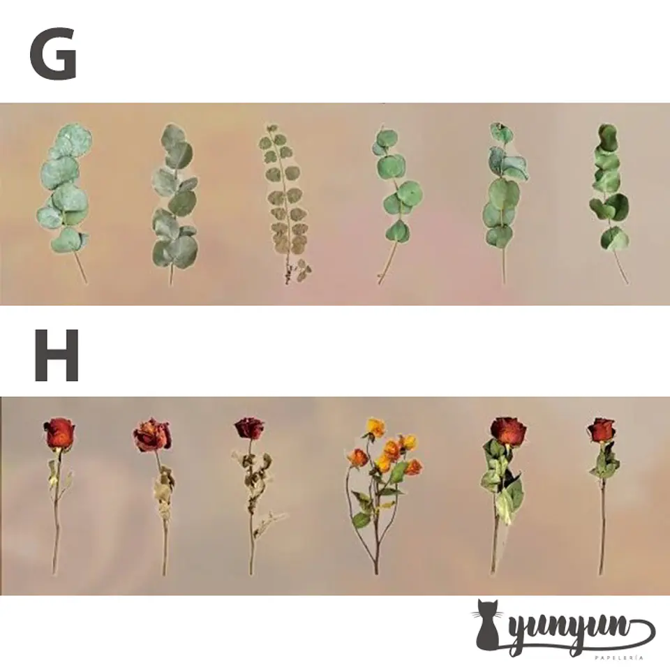 Dried Flowers XL - 6 pzas 8