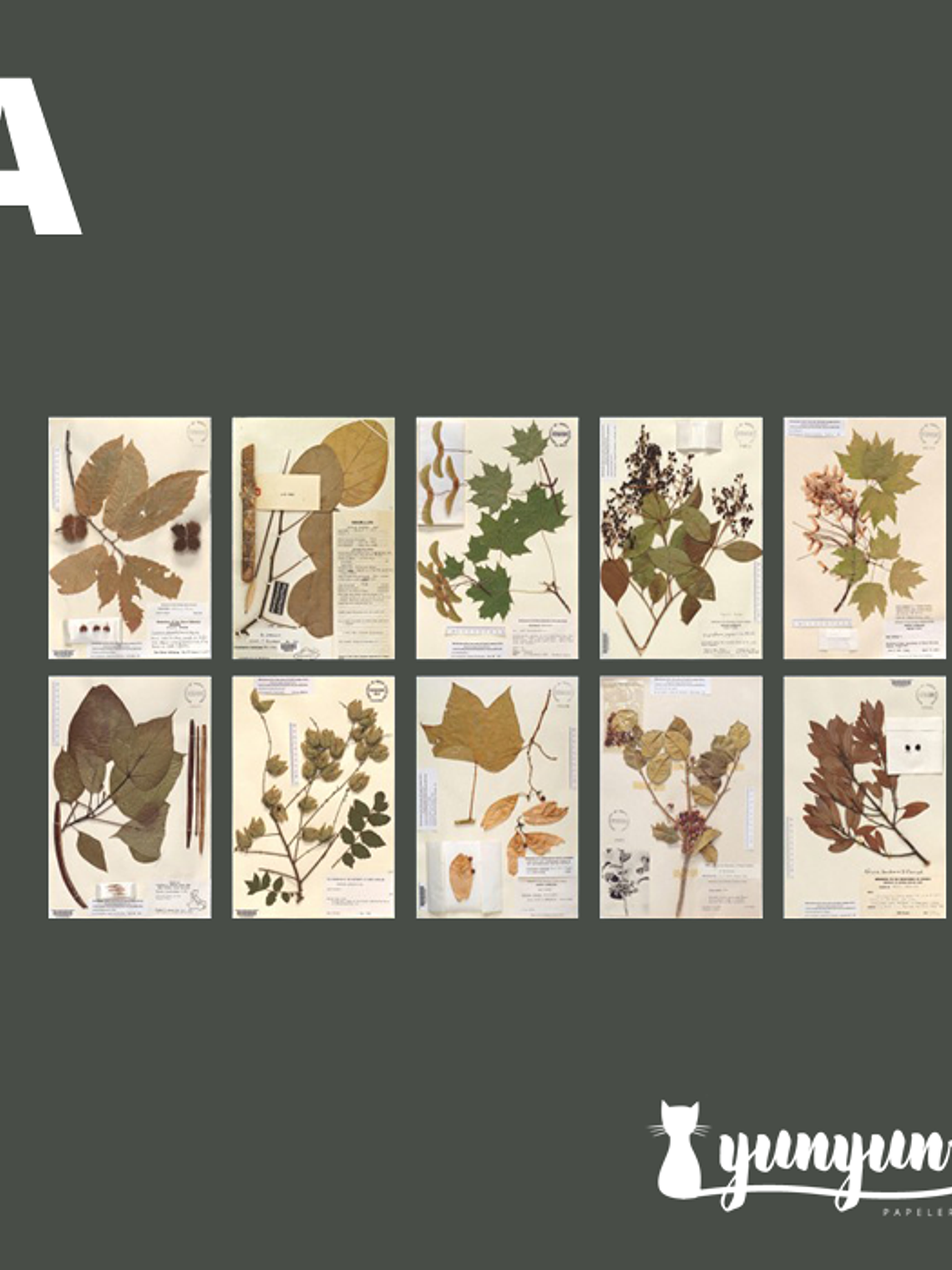 Stickers Páginas Botánicas - 10 pzas 5