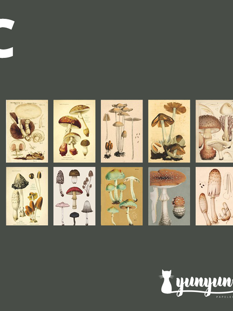 Stickers Páginas Botánicas - 10 pzas 7