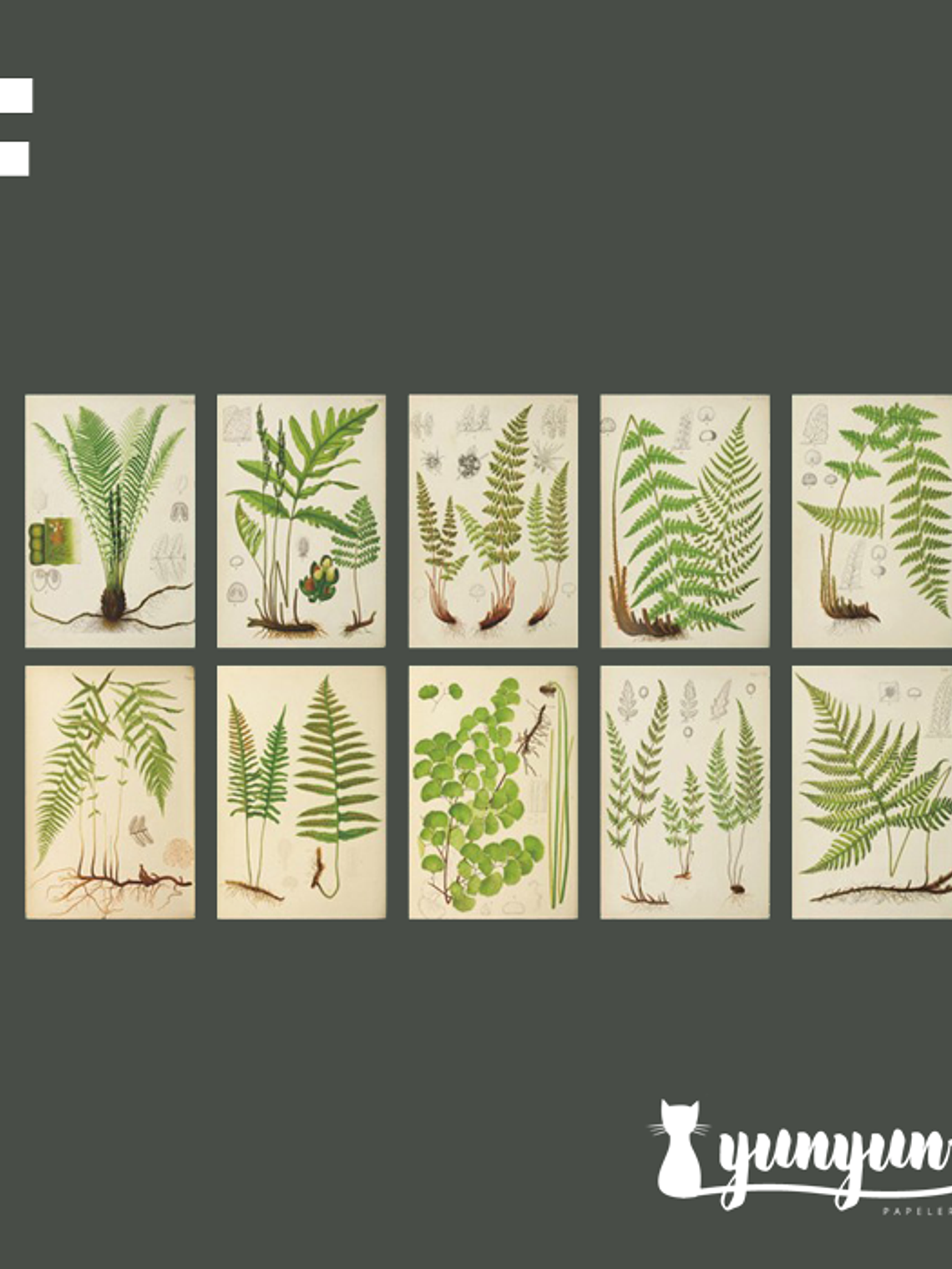 Stickers Páginas Botánicas - 10 pzas 9