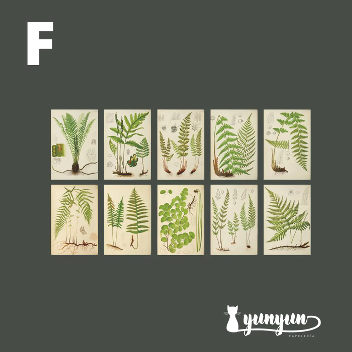 Stickers Páginas Botánicas - 10 pzas 9