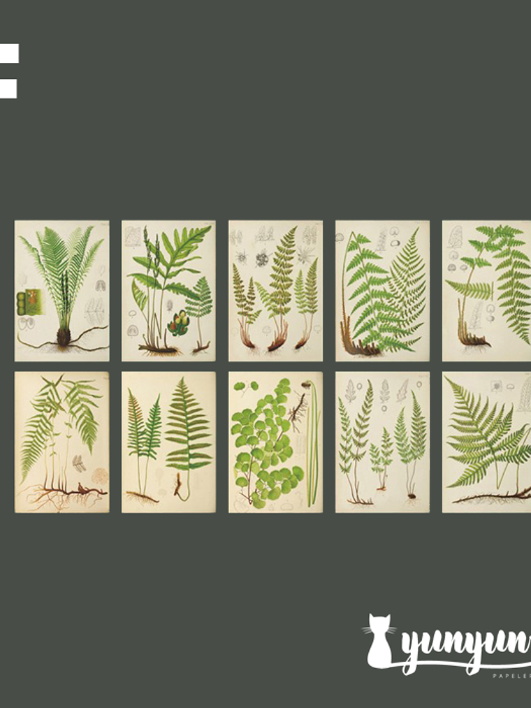 Stickers Páginas Botánicas - 10 pzas 9