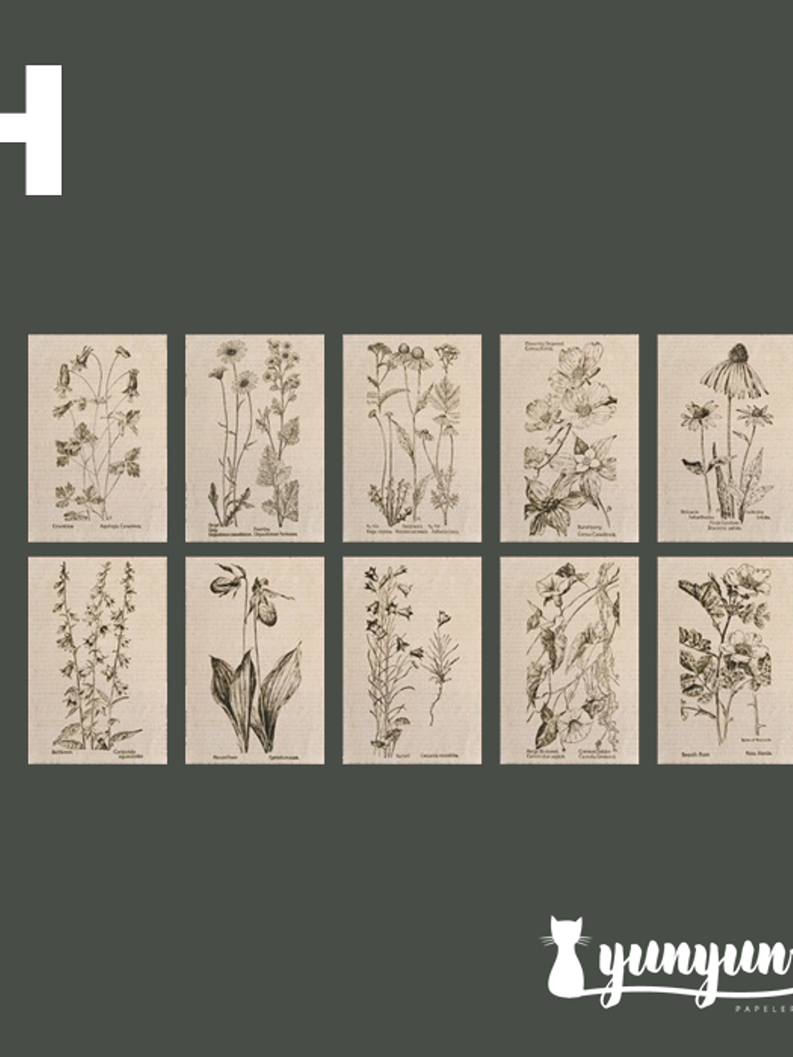 Stickers Páginas Botánicas - 10 pzas 10