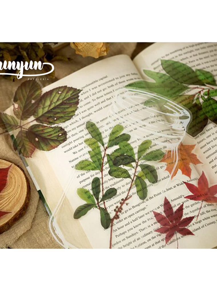 Set Stickers Botánica XL II - 11 pzas 5