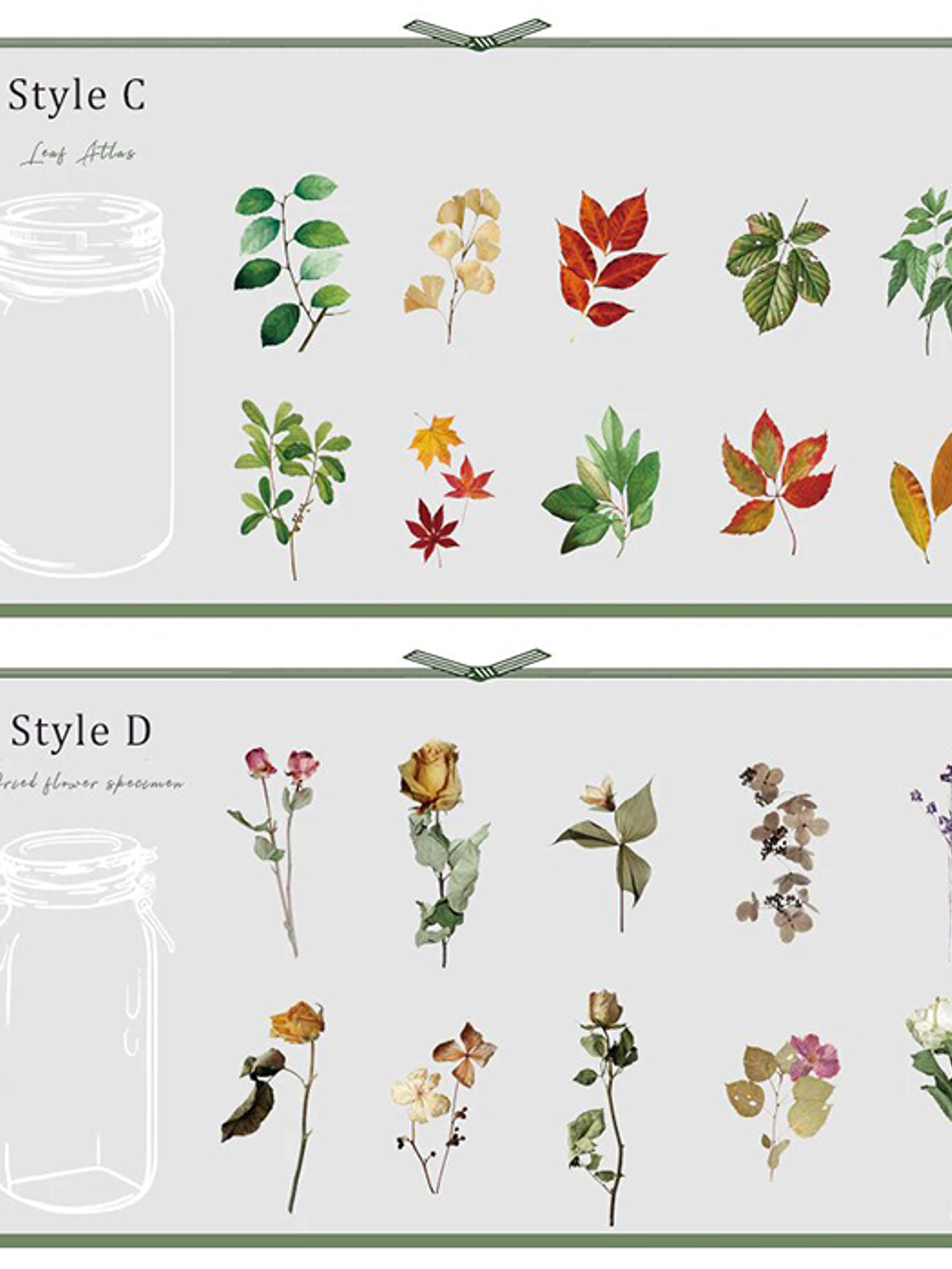 Set Stickers Botánica XL II - 11 pzas 8