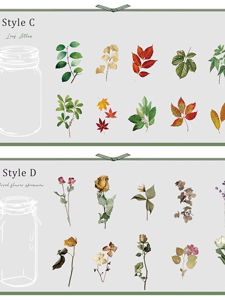 Set Stickers Botánica XL II - 11 pzas 8