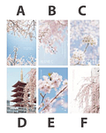 Postales Sakura I