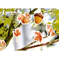 Caja Stickers Animales del Bosque - 45 pzas - Miniatura 3