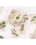 Caja Stickers Estampillas Botánicas II - 45 pzas