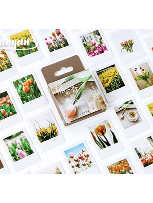 Caja Stickers Botánica #23