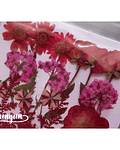 Set Flores Secas Rojo Pasión (II) - 18 pzas