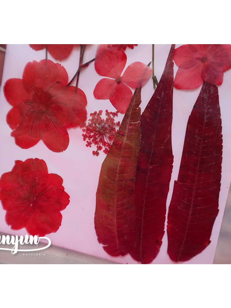 Set Flores Secas Rojo Pasión (III) - 18 pzas 5