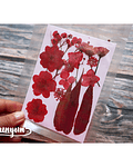 Set Flores Secas Rojo Pasión (III) - 18 pzas