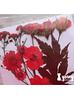 Set Flores Secas Rojo Pasión (IV) - 18 pzas - Miniatura 2