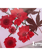 Set Flores Secas Rojo Pasión (IV) - 18 pzas - Miniatura 3