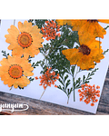Set Flores Secas Naranja Alegre - 19 pzas