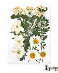 Set Flores Secas Blanca Armonía - 18 pzas