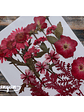 Set Flores Secas Rojo Pasión (II) - 18 pzas - Miniatura 2